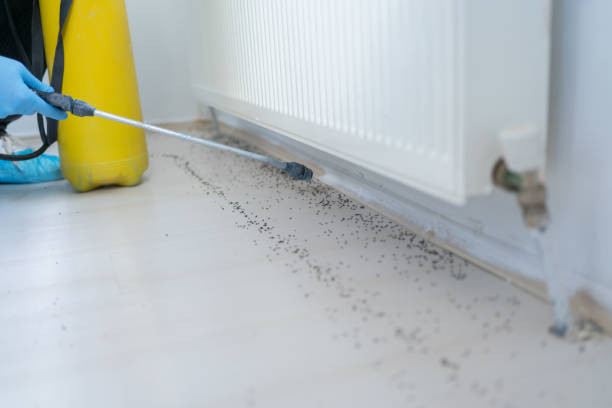 Best Bed Bug Extermination  in Sarand, AL