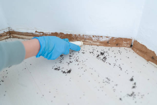 Best Affordable Pest Control Services  in Sarand, AL